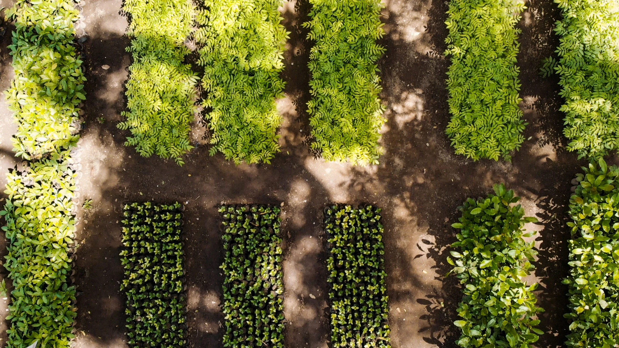 logistica e sostenibilità logistica per ecommerce logistica sostenibile momoka foresta momoka treedom
